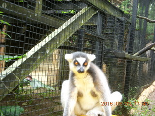 375 993. Indonesia Baby Zoo - lemur