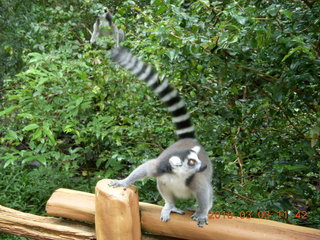 376 993. Indonesia Baby Zoo - lemur