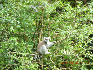 380 993. Indonesia Baby Zoo - lemur