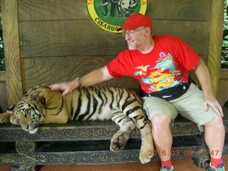 Indonesia Baby Zoo - Adam petting a tiger +++