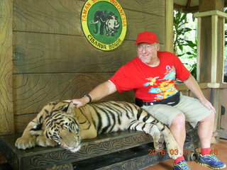 388 993. Indonesia Baby Zoo - Adam petting a tiger