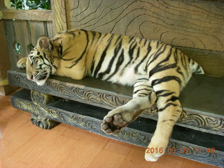 Indonesia Baby Zoo - docile tiger