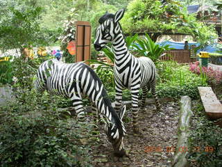 Indonesia Baby Zoo - zebras