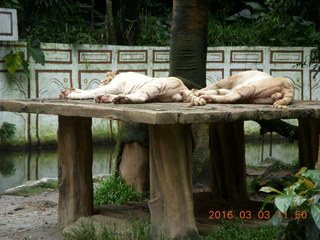 396 993. Indonesia Baby Zoo