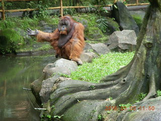 397 993. Indonesia Baby Zoo - orangutan