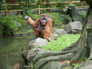 Indonesia Baby Zoo - orangutan