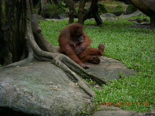 399 993. Indonesia Baby Zoo- organgutan
