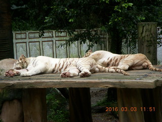 Indonesia Baby Zoo - white tigers
