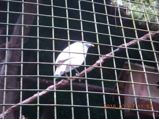 Indonesia Baby Zoo - bird