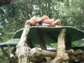 Indonesia Baby Zoo