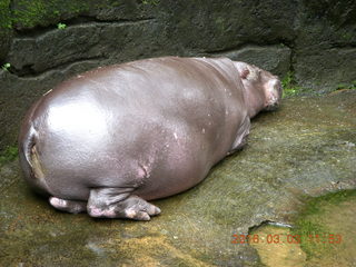409 993. Indonesia Baby Zoo - hippopotamus