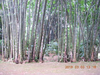 439 993. Indonesia Bogur Botanical Garden - bamboo