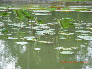 459 993. Indonesia Bogur Botanical Garden - lilies