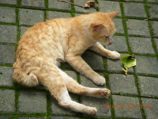 Indonesia Bogur Botanical Garden - cat