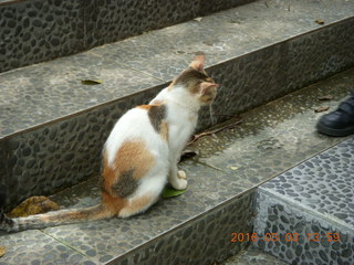 Indonesia Bogur Botanical Garden - cat