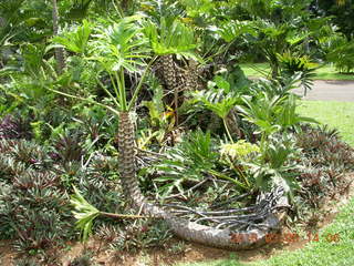 Indonesia Bogur Botanical Garden - snake-like plant