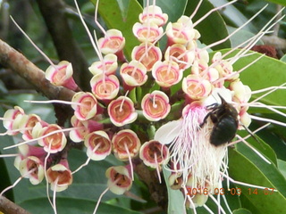 Indonesia Bogur Botanical Garden - flowers and a bee +++