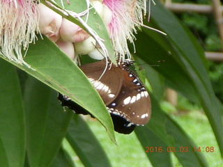Indonesia Bogur Botanical Garden - butterfly