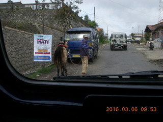 Indonesia - Jeep drive to Mt. Bromo - horse