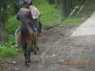 84 996. Indonesia - Jeep drive to Mt. Bromo - horses
