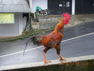 250 996. Indonesia - Mighty Mt. Bromo drive - chicken