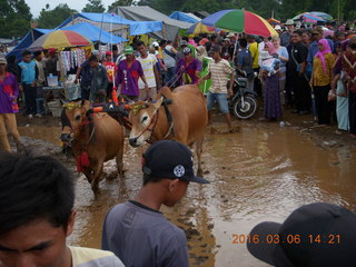 Indonesia - cow racing - the contestents