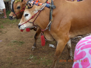 279 996. Indonesia - cow racing - the contestents