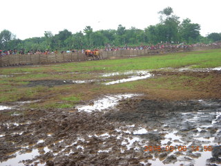 290 996. Indonesia - cow racing - there they go!