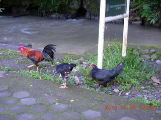 Indonesia - Bantimurung Water Park - chickens