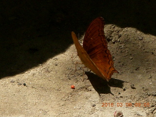 Indonesia - Bantimurung Water Park - butterfly