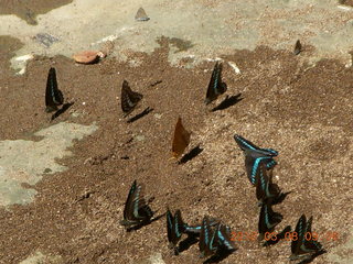 66 998. Indonesia - Bantimurung Water Park - butterflies