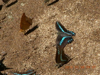69 998. Indonesia - Bantimurung Water Park - butterflies