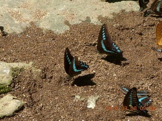 74 998. Indonesia - Bantimurung Water Park - butterflies