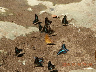 Indonesia - Bantimurung Water Park - butterflies +++