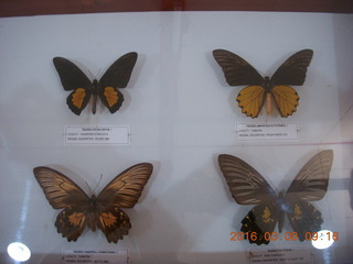 Indonesia - Bantimurung Water Park - butterflies