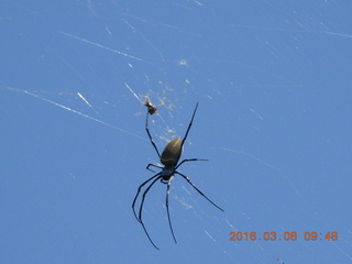 Indonesia village - big spider above