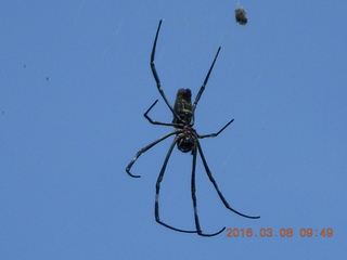 119 998. Indonesia village - another big spider above
