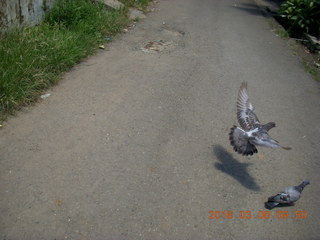 Indonesia village - pigeons in flight