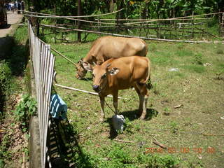 Indonesia village - cows