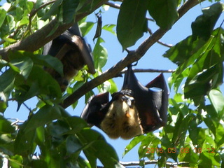Indonesia village - bats