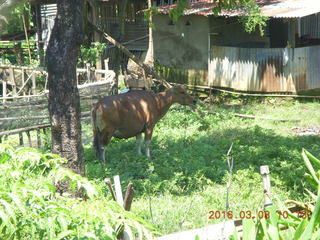 Indonesia village - cow