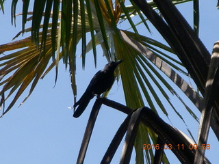 Indonesia - Komodo Island bird