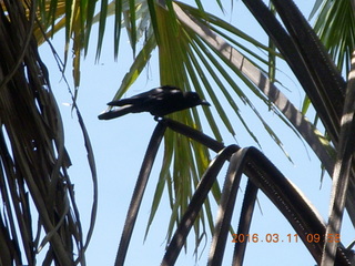 34 99b. Indonesia - Komodo Island bird