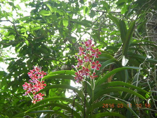 64 99b. Indonesia - Komodo Island orchid