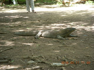 65 99b. Indonesia - Komodo Island dragon