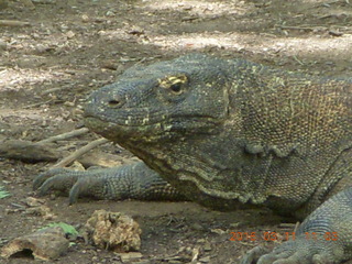 Indonesia - Komodo Island dragon