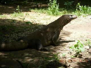 Indonesia - Komodo Island dragon
