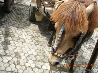 Indonesia - Lombok - horse-drawn carriage ride