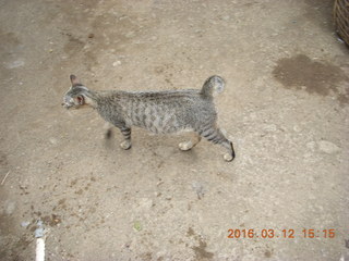 160 99c. Indonesia - Lombok - last village - cat
