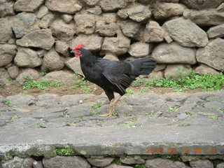 41 99d. Indonesia - Bali - Tenganan village - bird